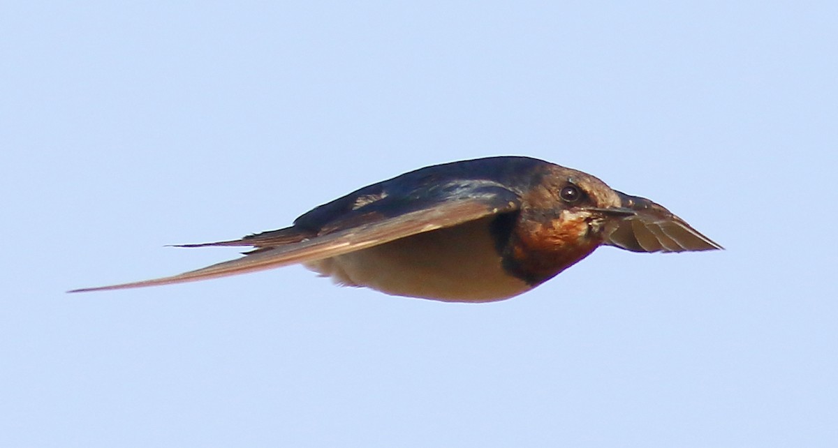 Barn Swallow - ML133201391