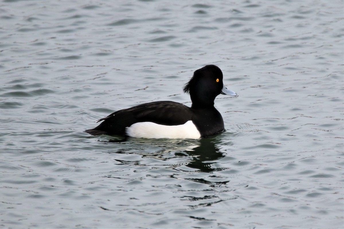 Tufted Duck - ML133202951