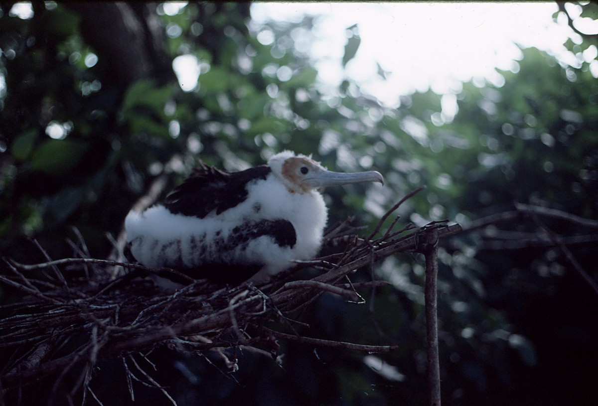 Christmas Island Frigatebird - Shelley Altman