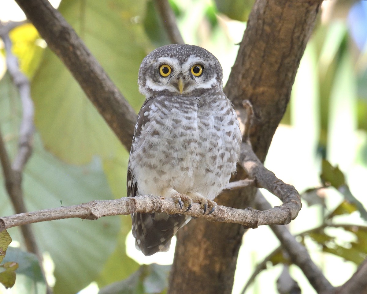 Spotted Owlet - ML133205181