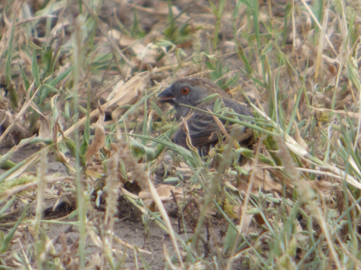 Quailfinch (Black-chinned) - ML133205981