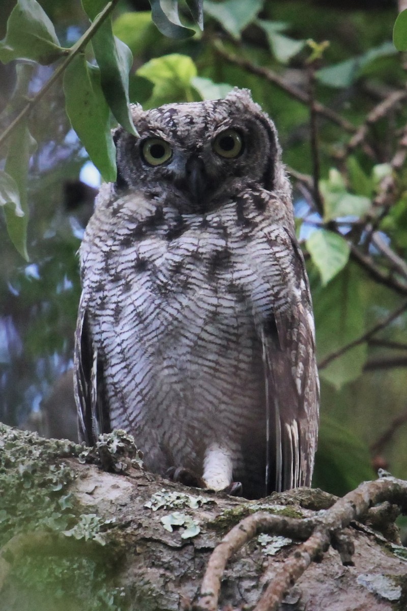 Spotted Eagle-Owl - ML133206881
