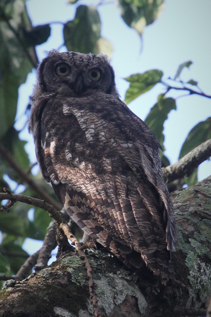 Spotted Eagle-Owl - ML133206891