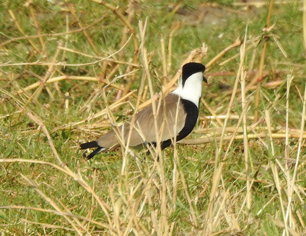 Spur-winged Lapwing - ML133207031