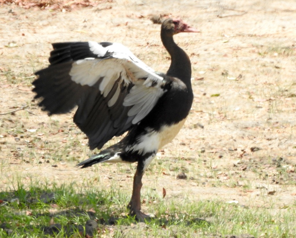 Spur-winged Goose - ML133209361