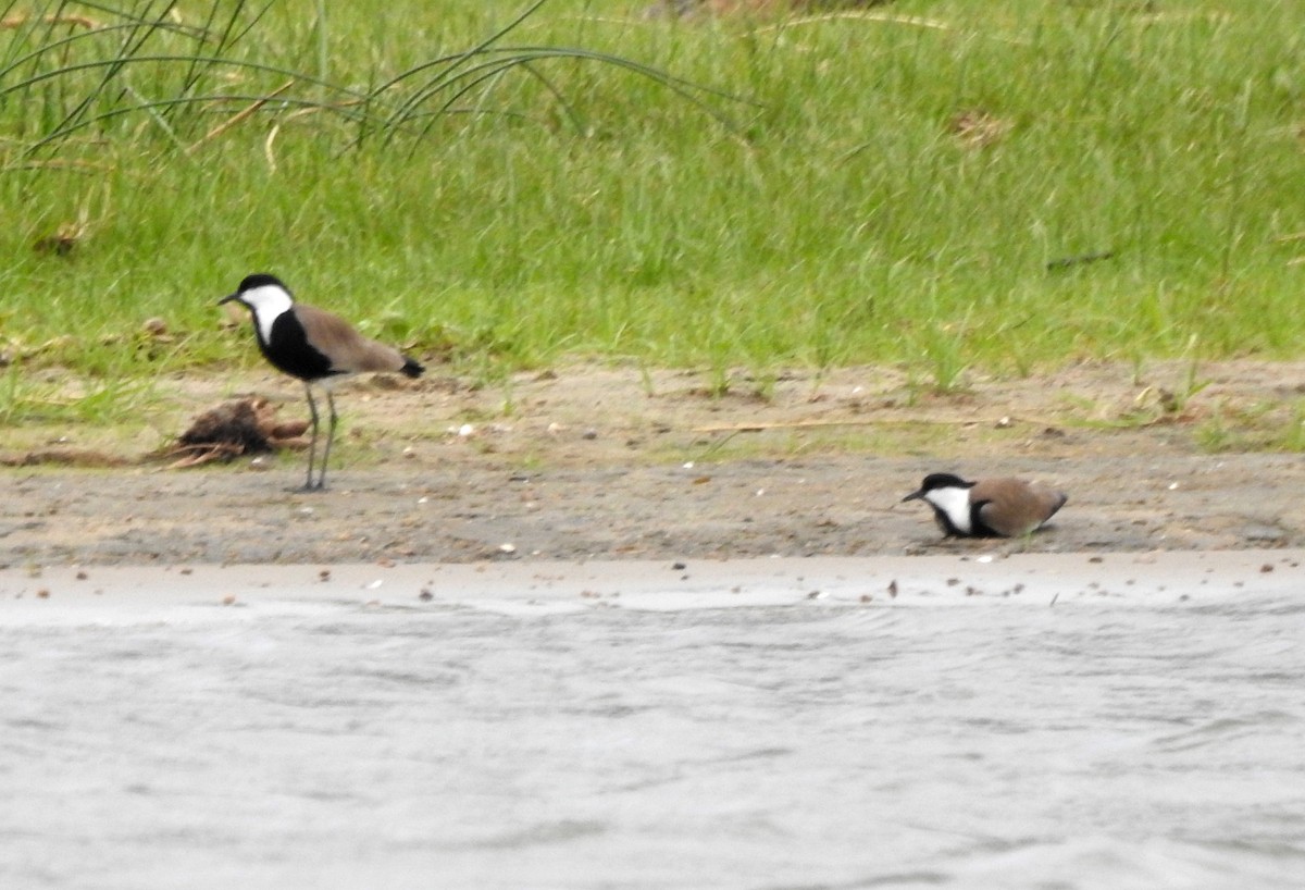 Spur-winged Lapwing - ML133209441