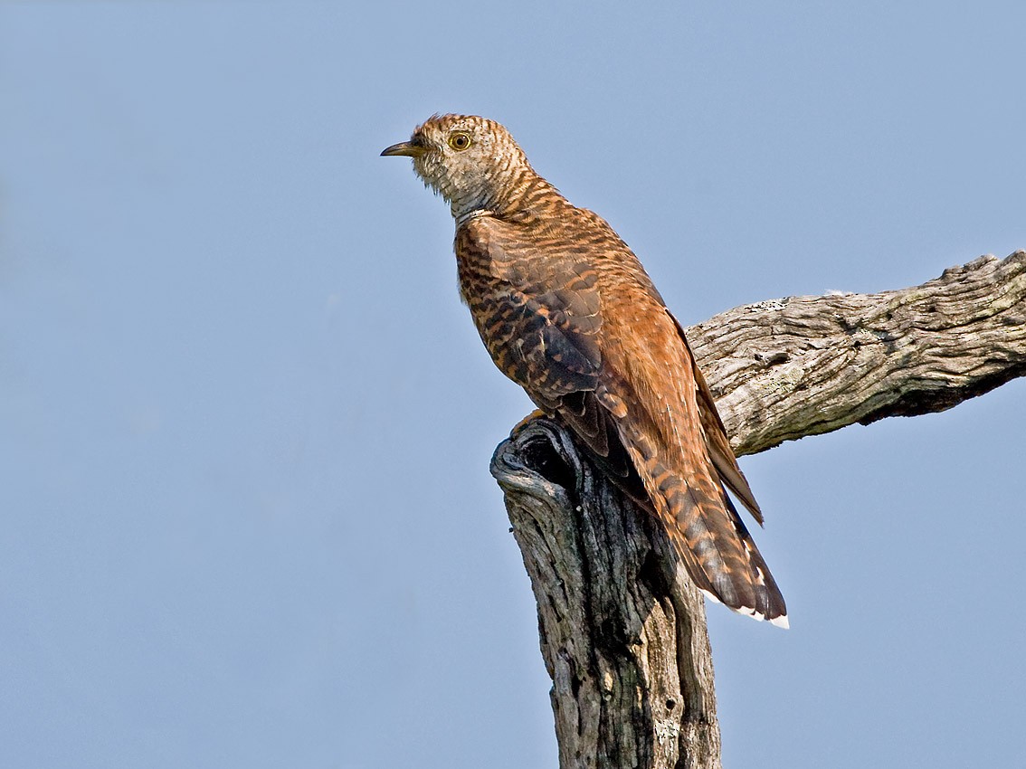 Common Cuckoo - Bruce Ward-Smith