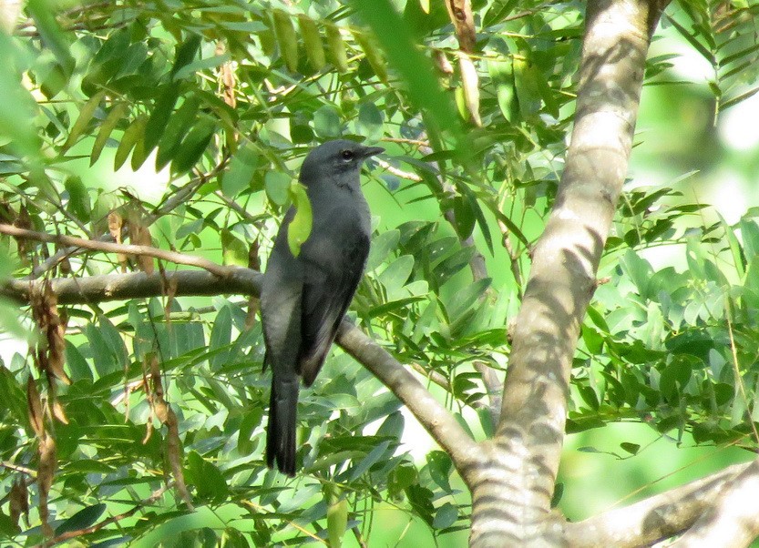 Black-winged Cuckooshrike - Abhilash K