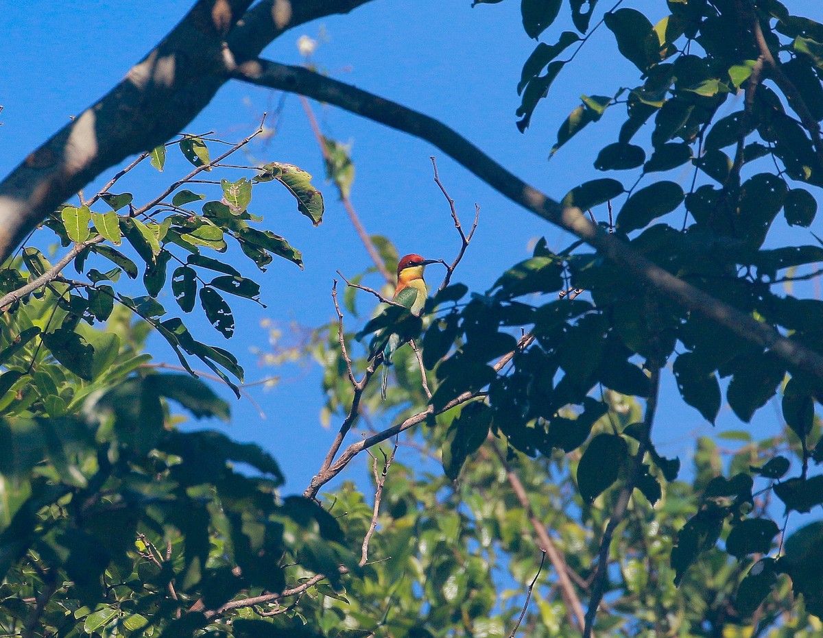 Chestnut-headed Bee-eater - ML133212451