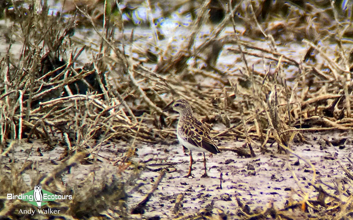 Long-toed Stint - Andy Walker - Birding Ecotours
