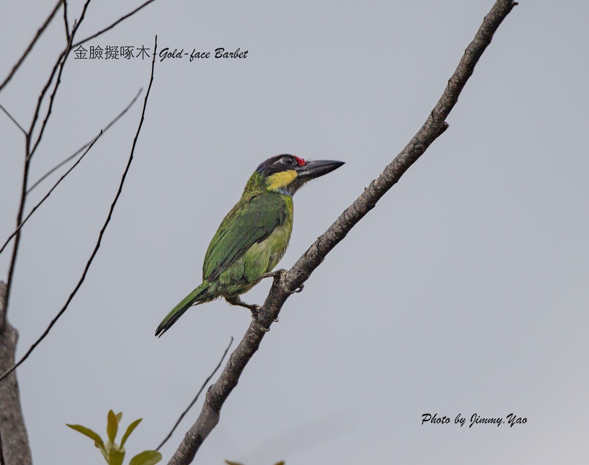Gold-whiskered Barbet (Gold-faced) - jimmy Yao