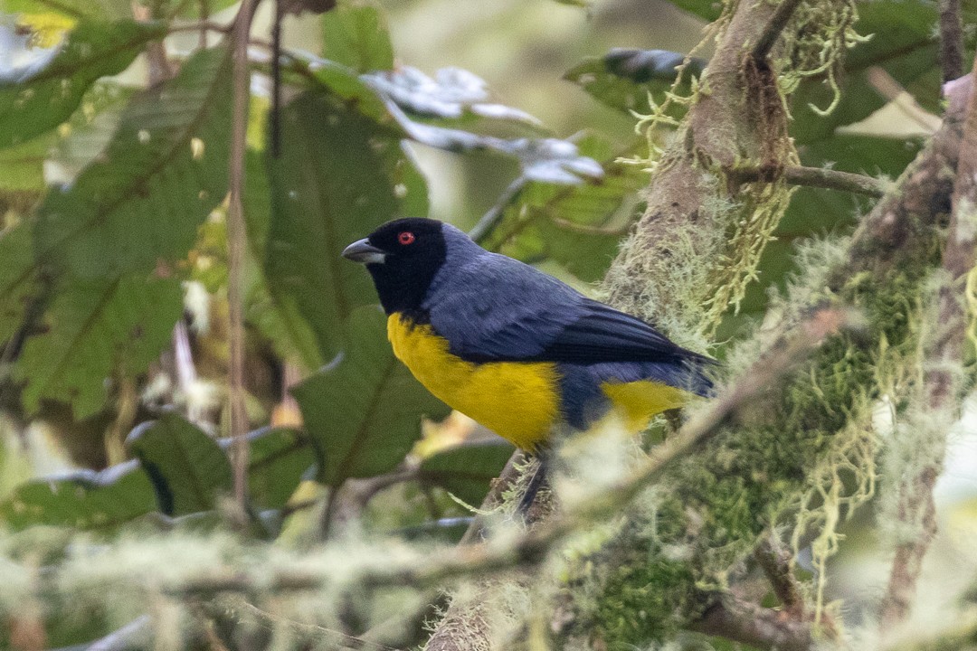 Hooded Mountain Tanager - ML133216471