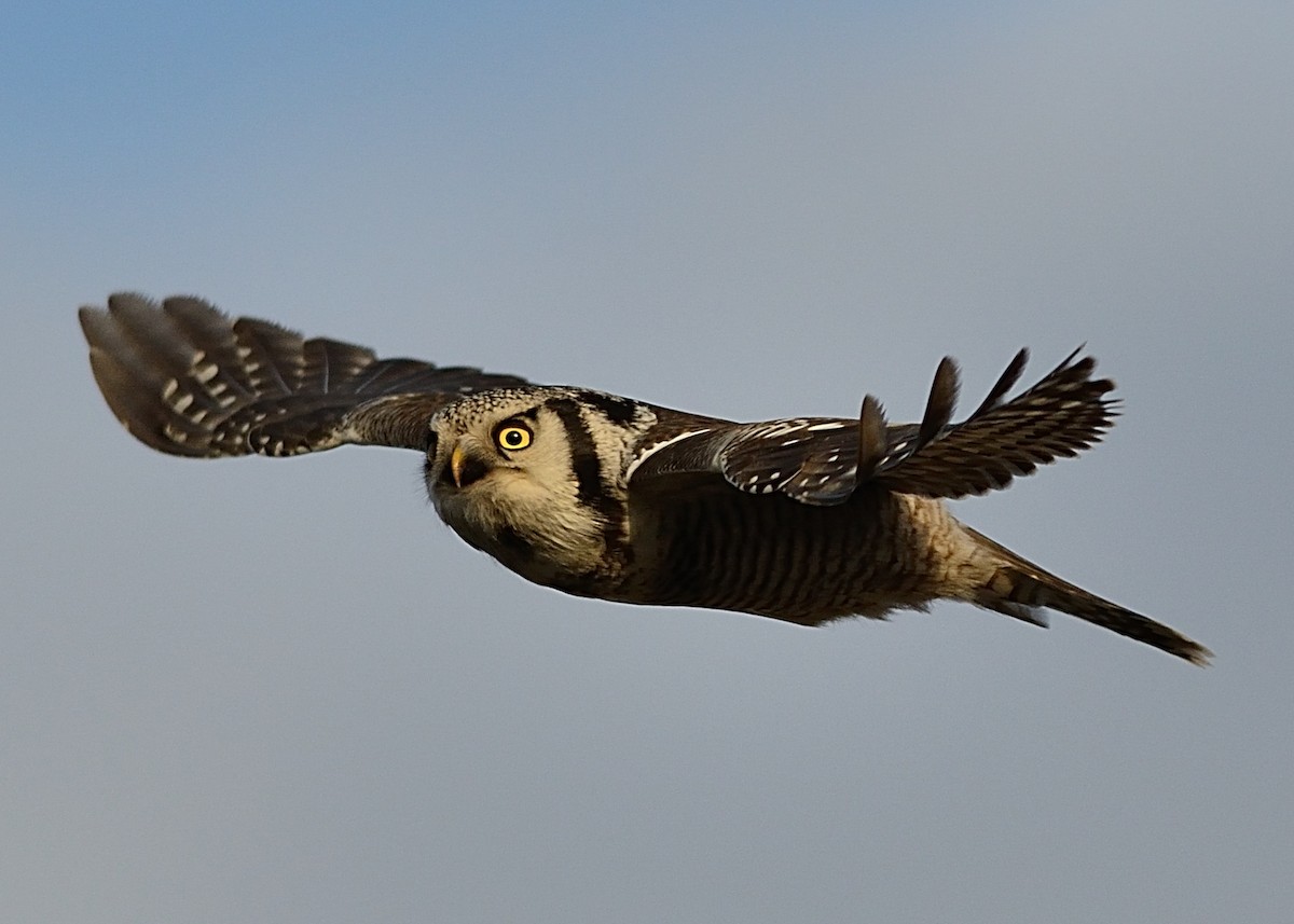 Northern Hawk Owl - Hans Norelius