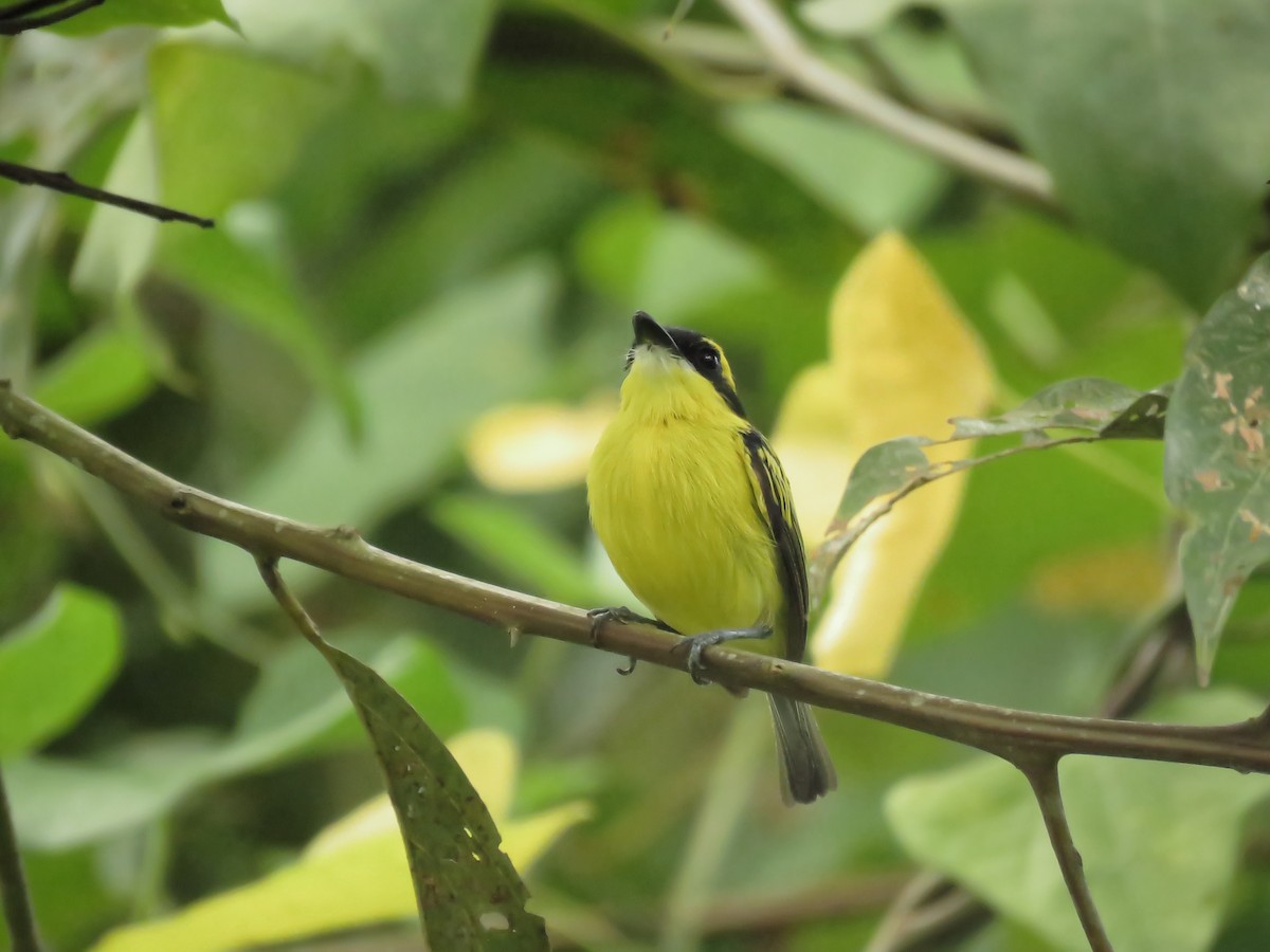 Yellow-browed Tody-Flycatcher - Arthur Gomes