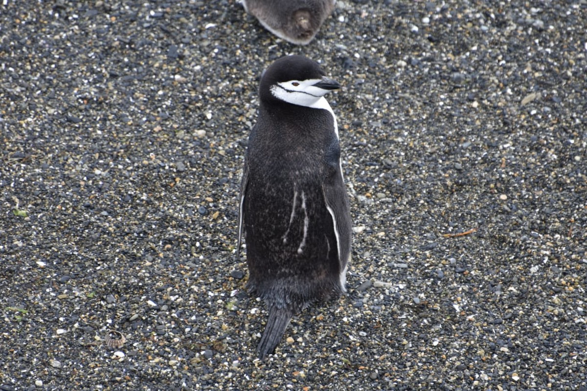 Антарктический пингвин - ML133220331