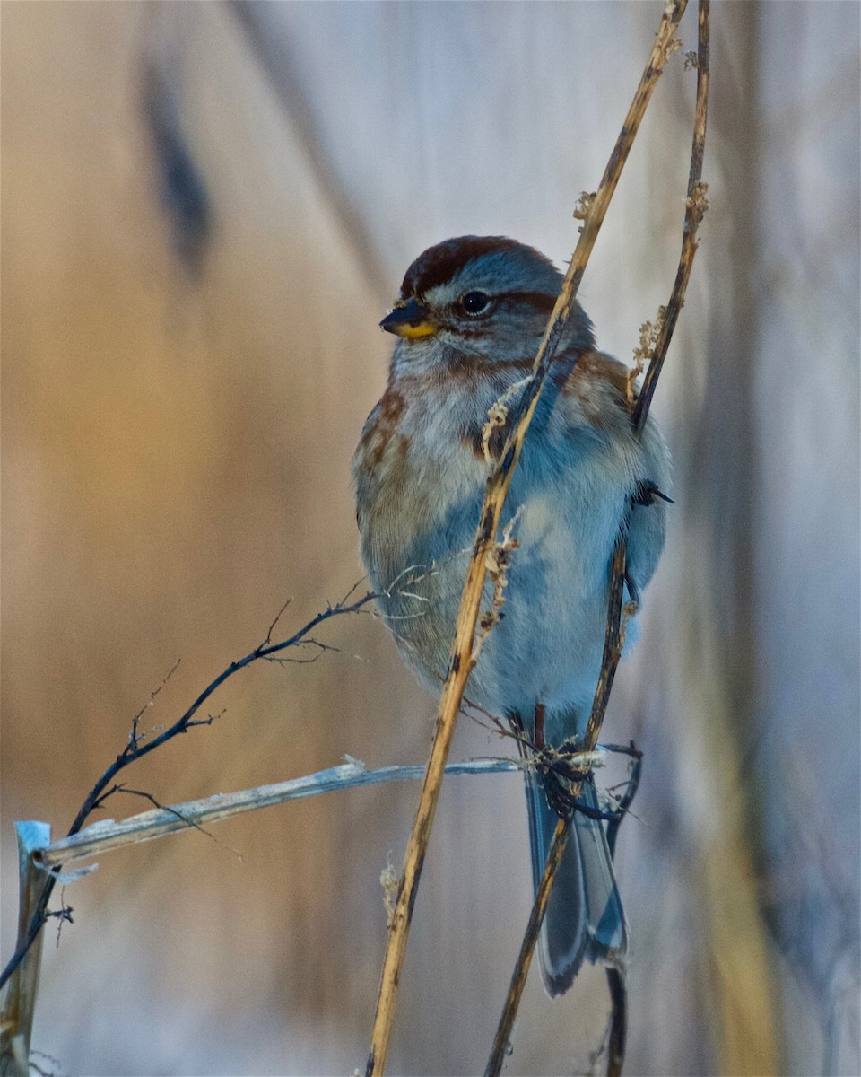 American Tree Sparrow - ML133221811