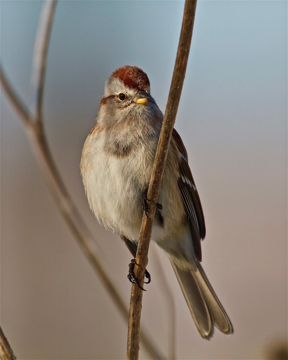 American Tree Sparrow - ML133222091