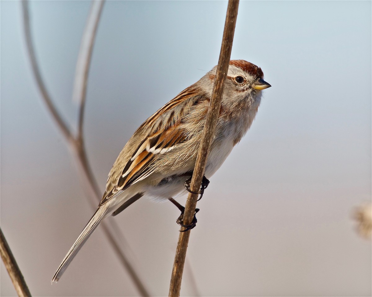 American Tree Sparrow - ML133222121