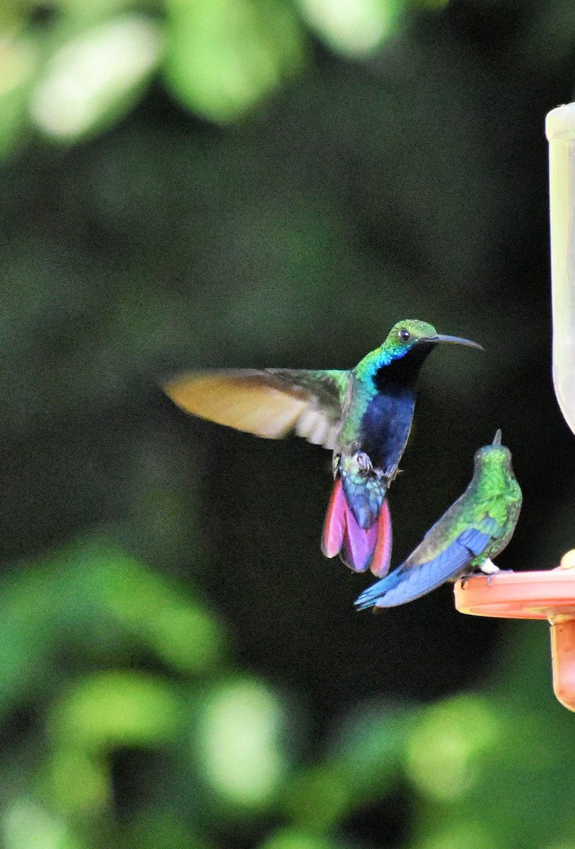 Rufous-tailed Hummingbird - Esteban Ortiz