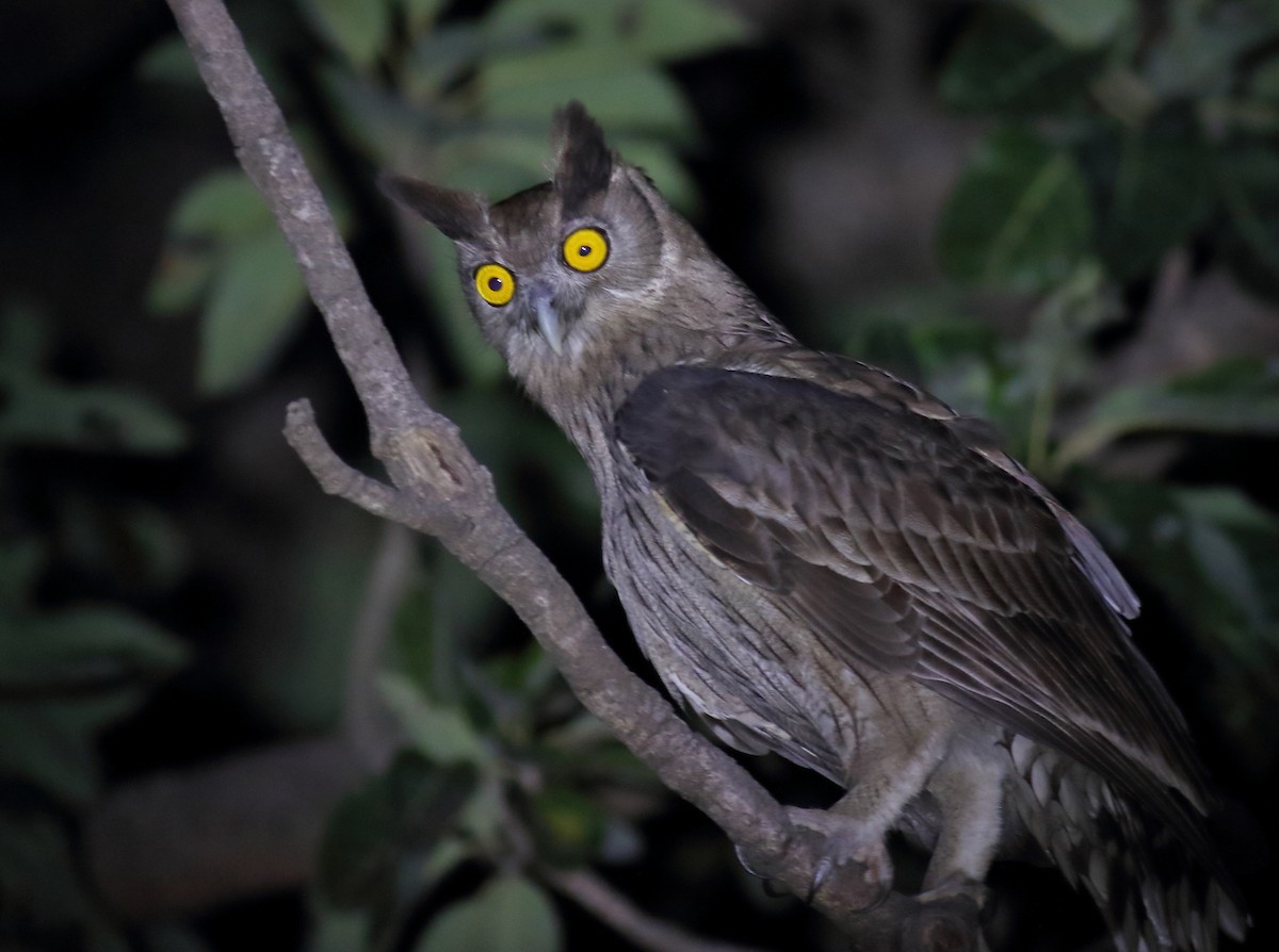 Dusky Eagle-Owl - ML133222711
