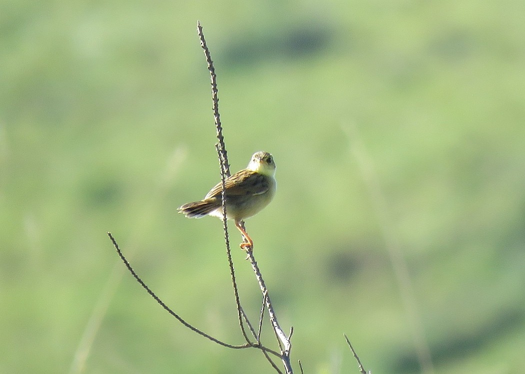 Wing-snapping Cisticola (Wing-snapping) - Brad Arthur