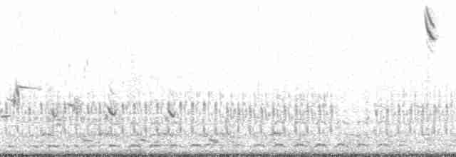 Cisne Chico (neártico) - ML133225