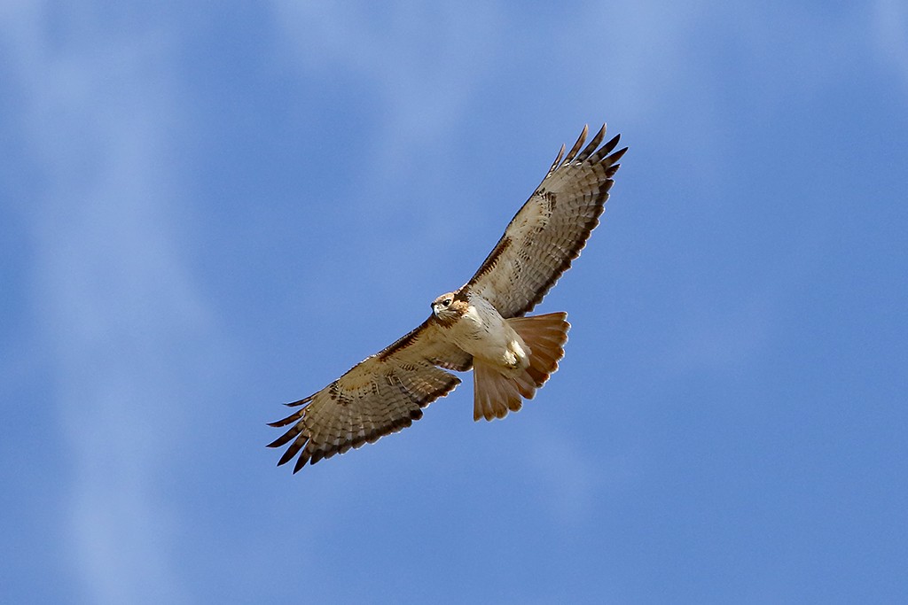 Red-tailed Hawk (fuertesi) - William Supulski