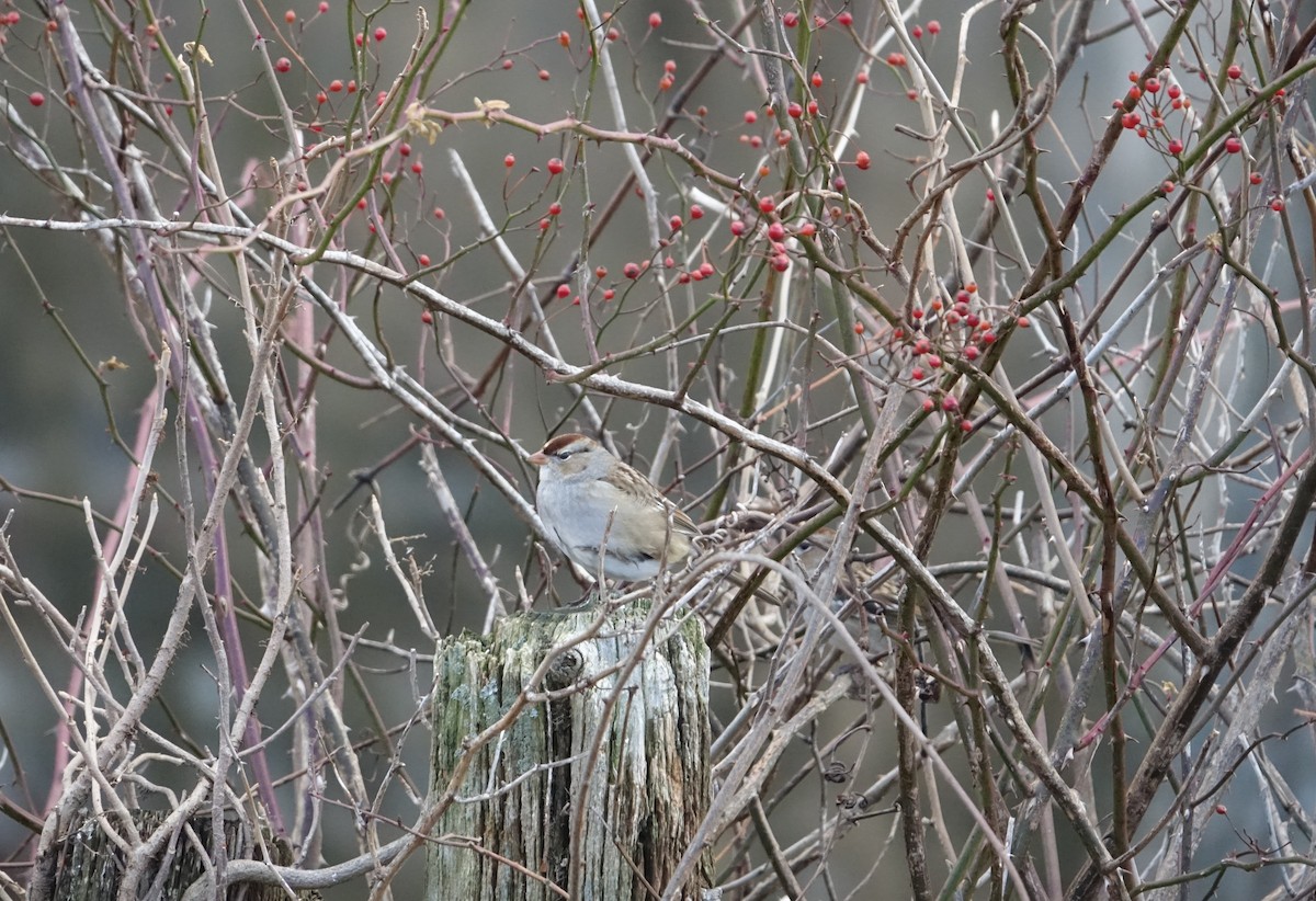 White-crowned Sparrow - ML133226271