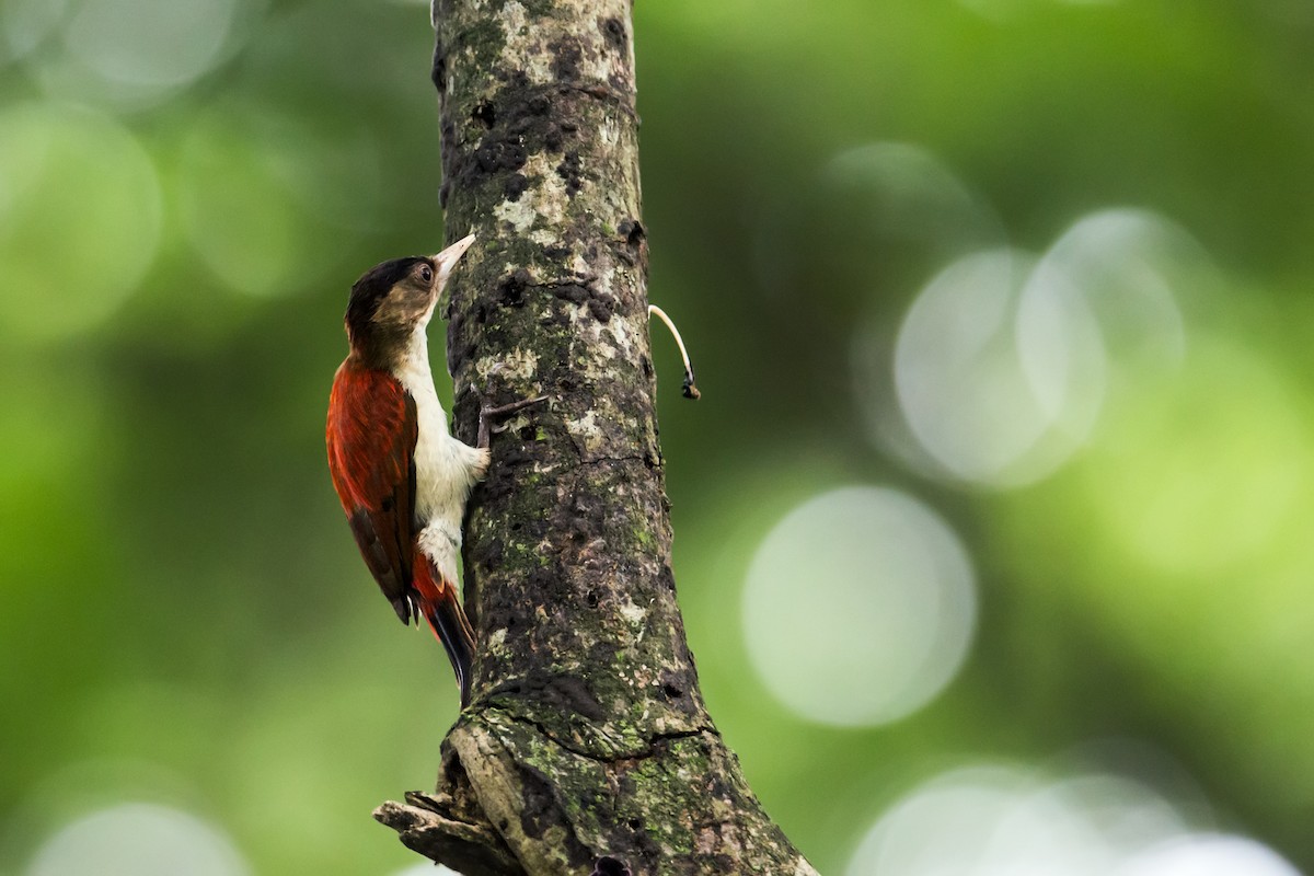 Scarlet-backed Woodpecker - Nick Athanas