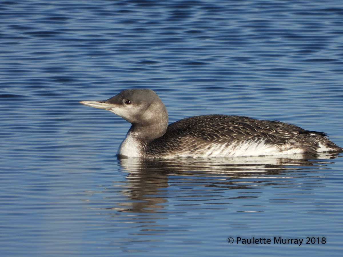 Red-throated Loon - Paulette Murray