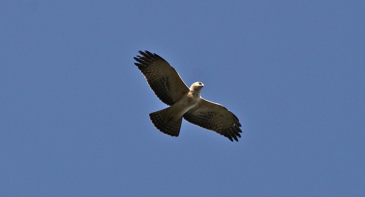 Ayres's Hawk-Eagle - ML133232401