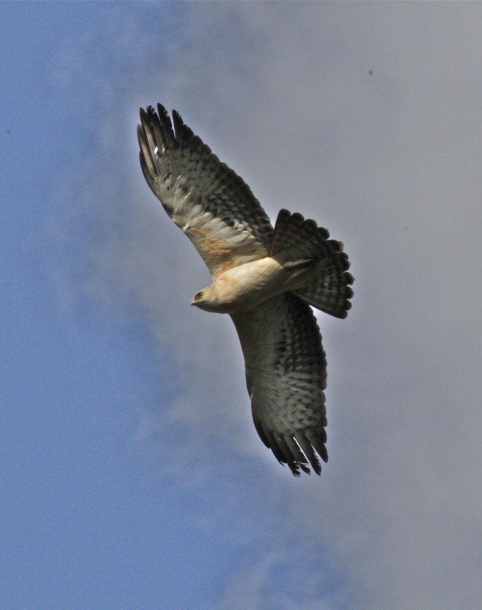Ayres's Hawk-Eagle - ML133232501