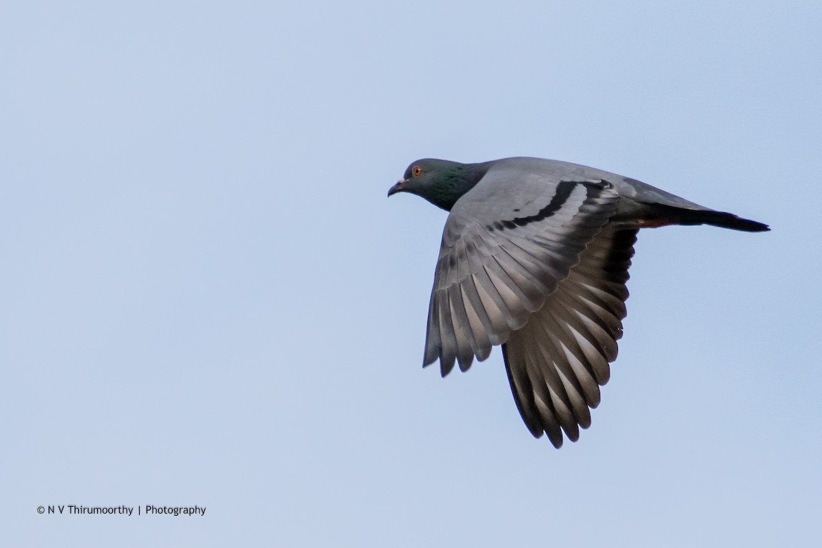 Rock Pigeon (Feral Pigeon) - ML133232561