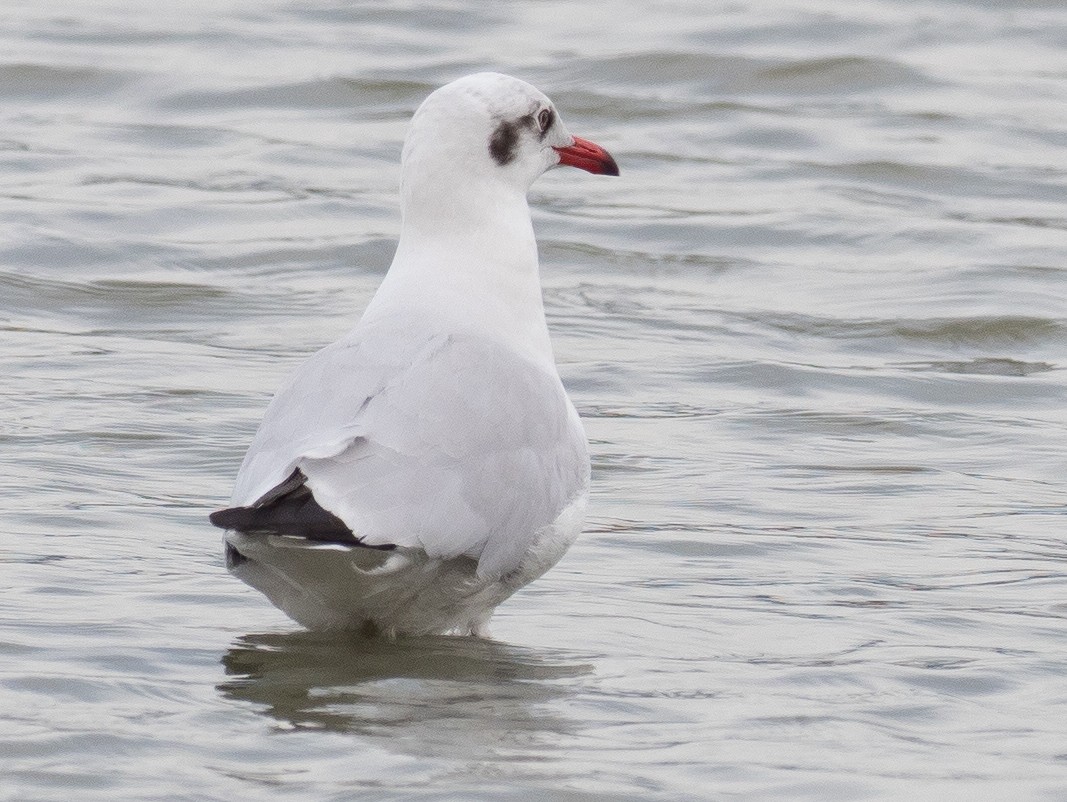 Brown-headed Gull - Anonymous