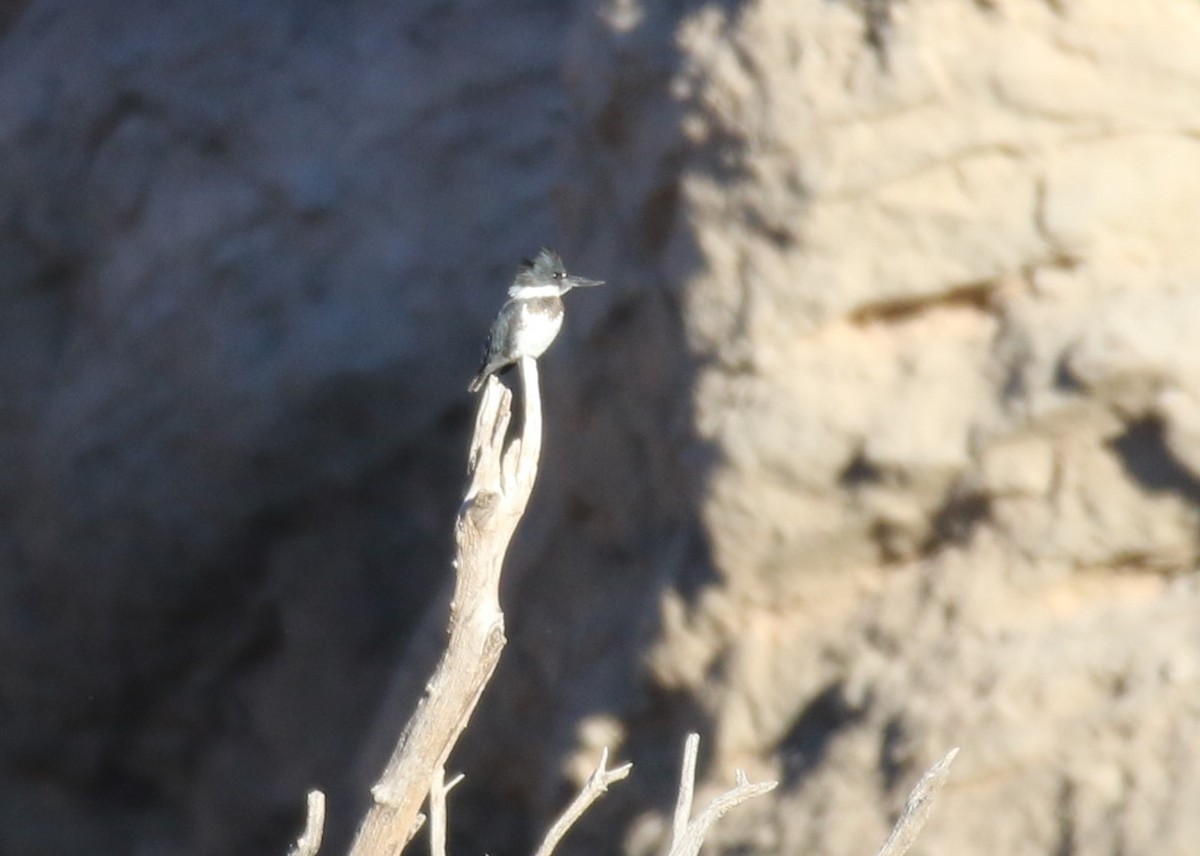 Belted Kingfisher - ML133234351