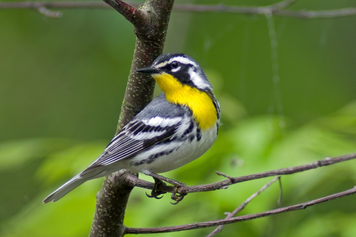 Yellow-throated Warbler - Rob Dickerson
