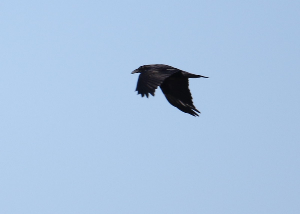 Common Raven - ML133234471