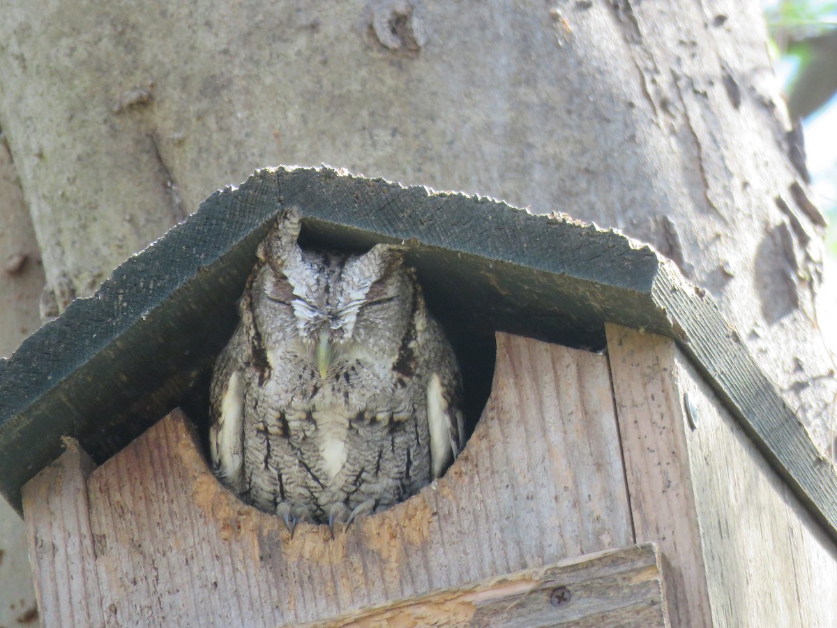 Eastern Screech-Owl (McCall's) - ML133236911
