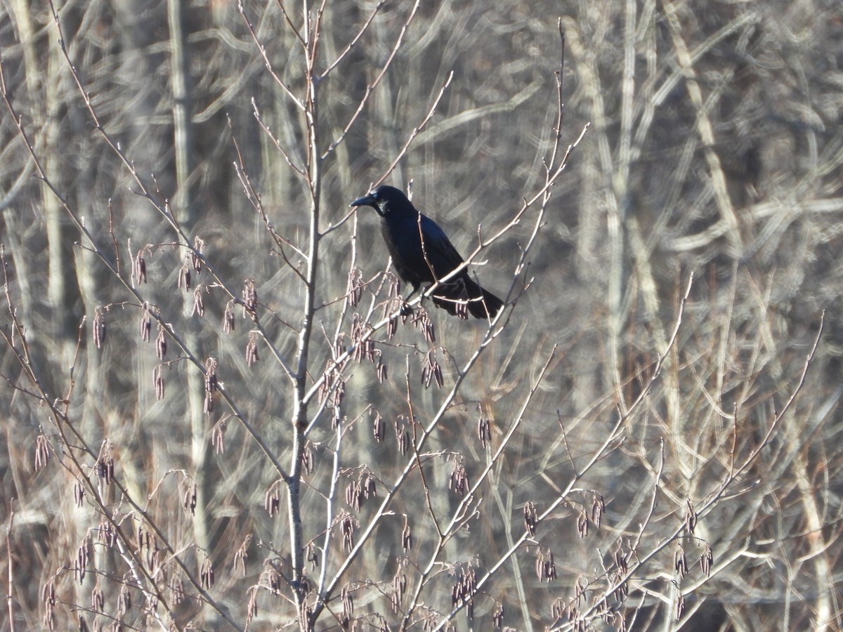 American Crow - Kevin Hoover