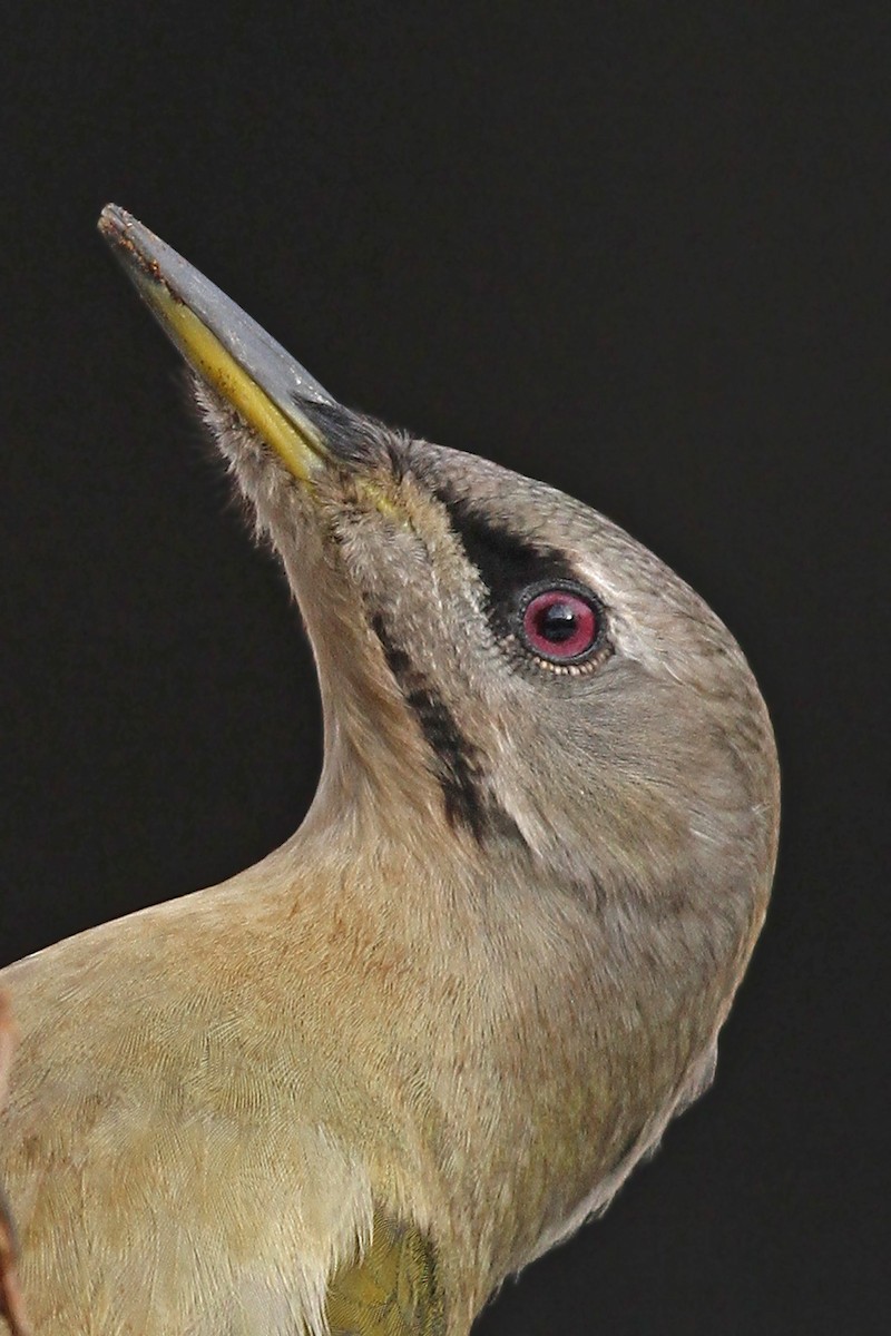Gray-headed Woodpecker - ML133241101