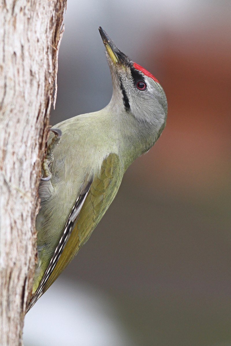 Gray-headed Woodpecker - ML133241121