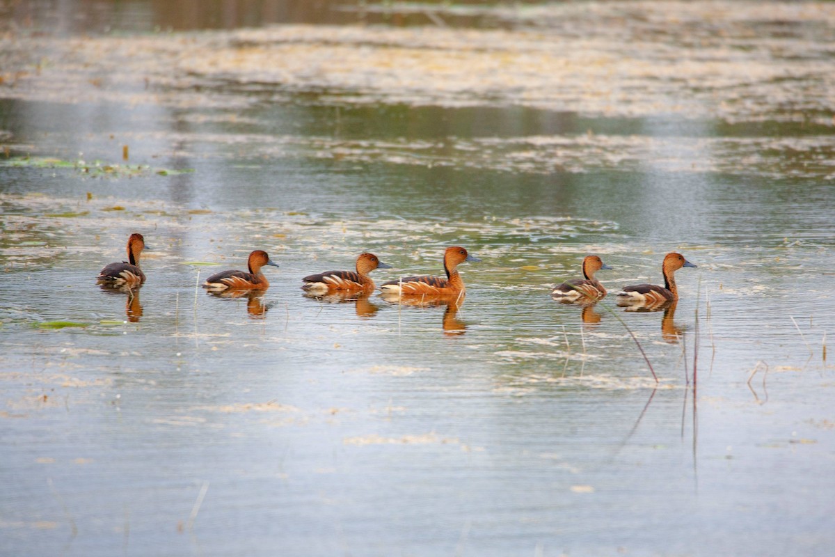 Fulvous Whistling-Duck - ML133241681