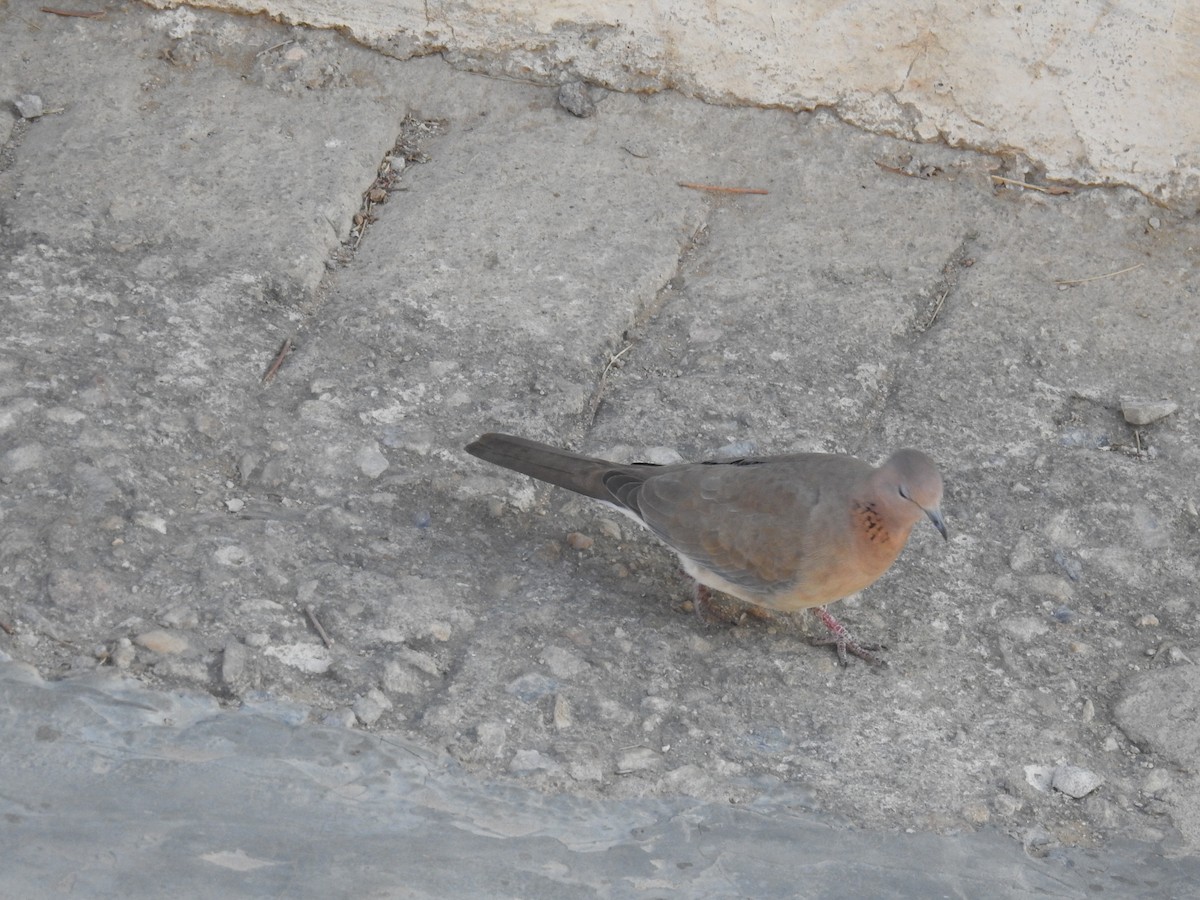 Laughing Dove - ML133242301