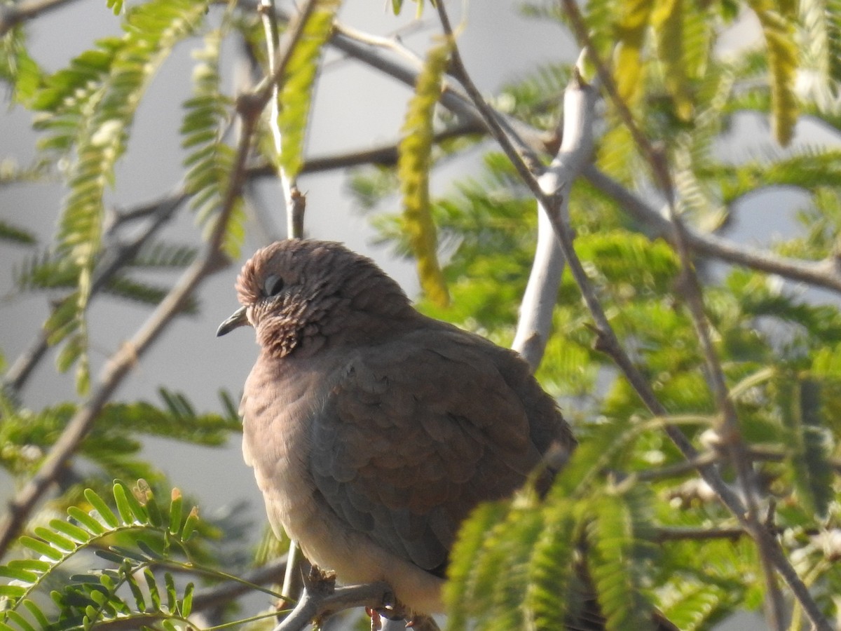 Laughing Dove - ML133242361