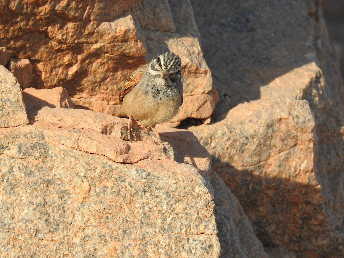 Striolated Bunting - ML133242441