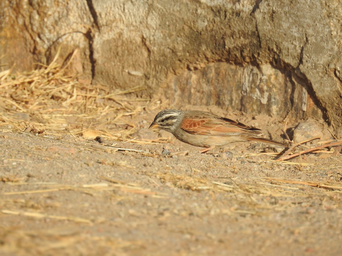 Striolated Bunting - ML133242701