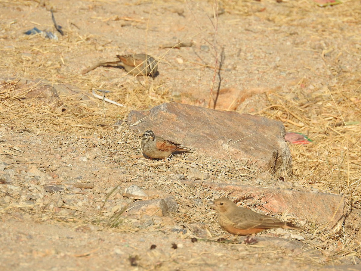 Striolated Bunting - ML133243011