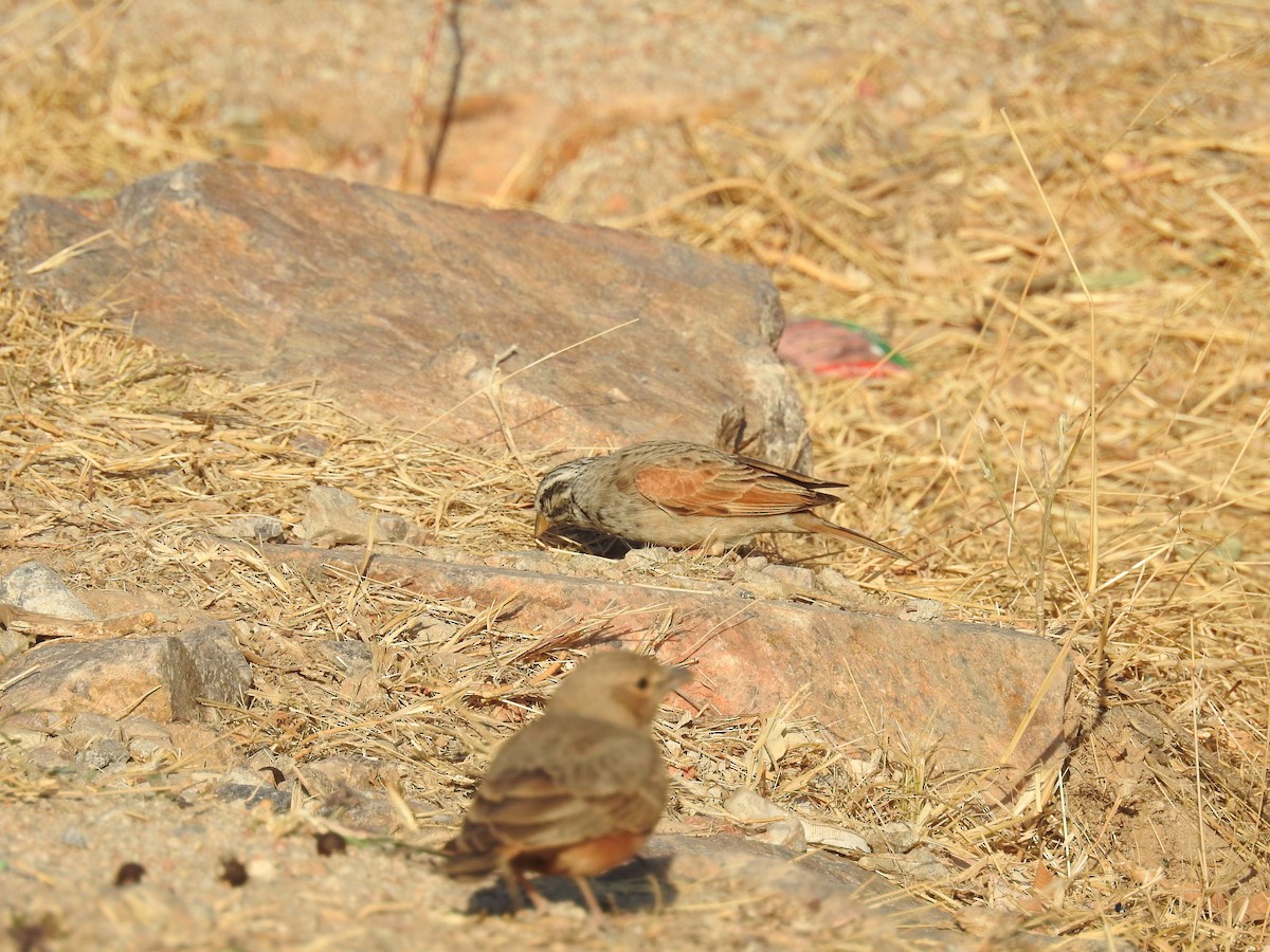 Striolated Bunting - ML133243031