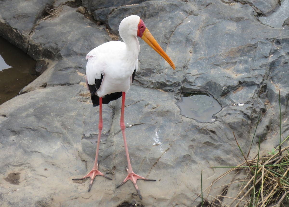 Yellow-billed Stork - Brad Arthur