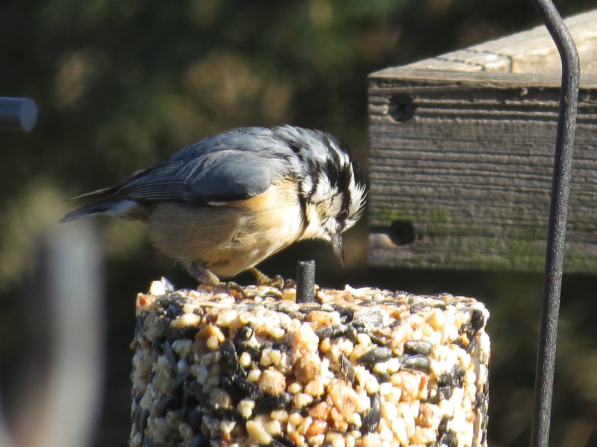 Red-breasted Nuthatch - ML133243911